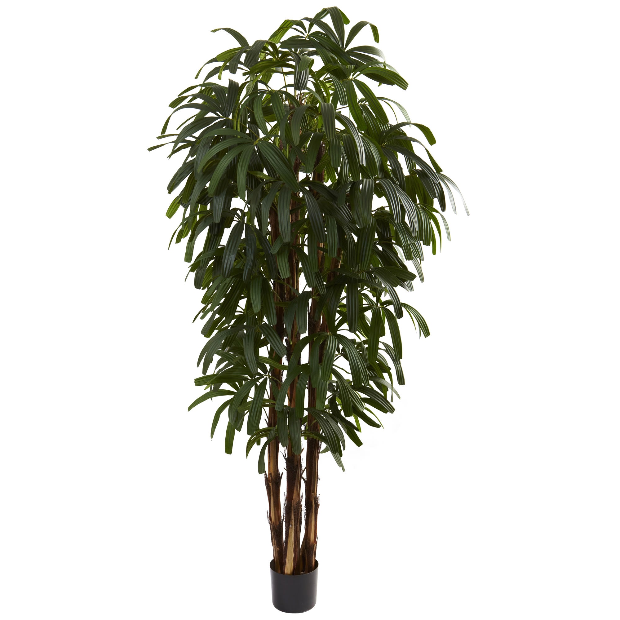 6' Raphis Palm Tree x 5 w/588 Lvs