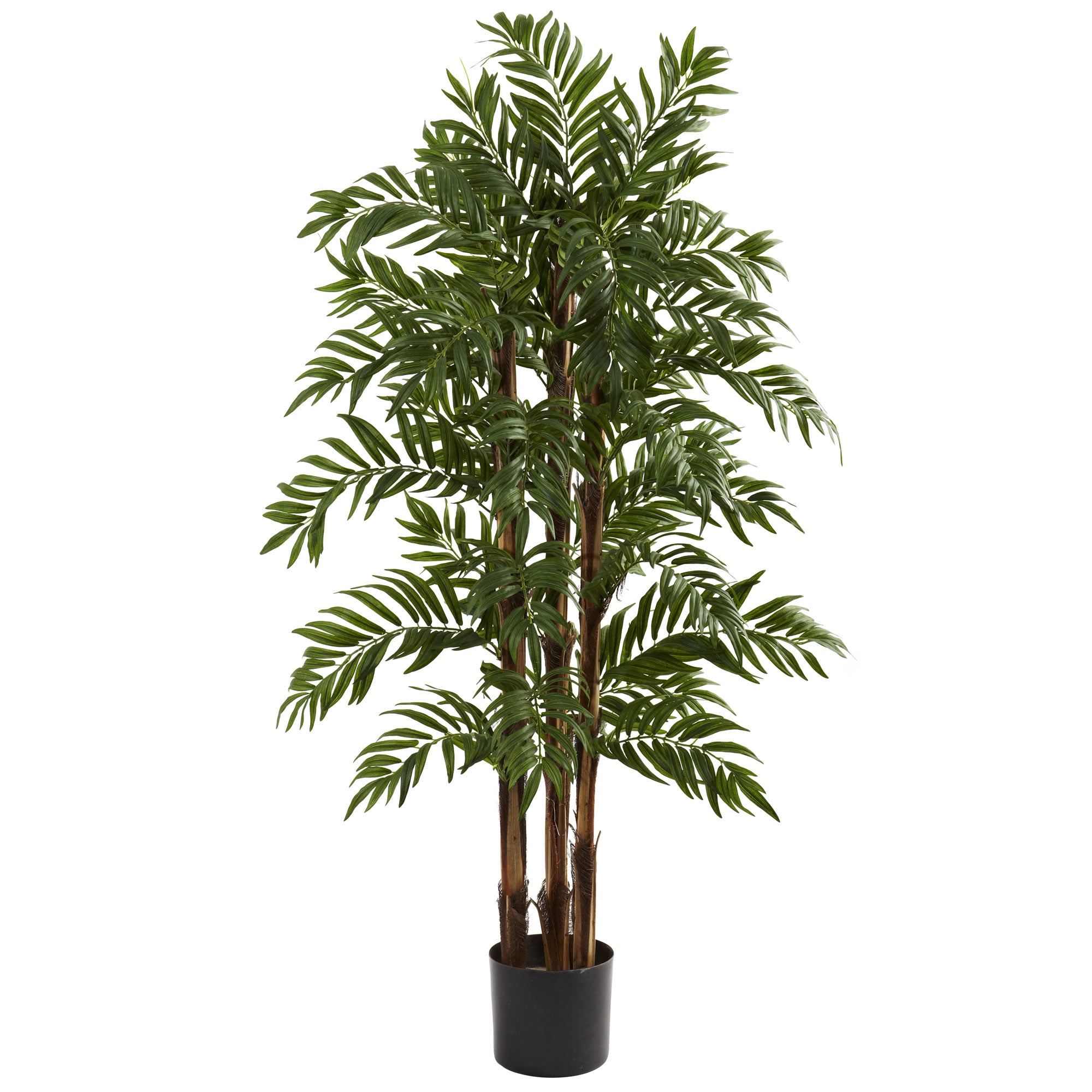 4' Parlour Palm Tree x 3 w/803 Lvs