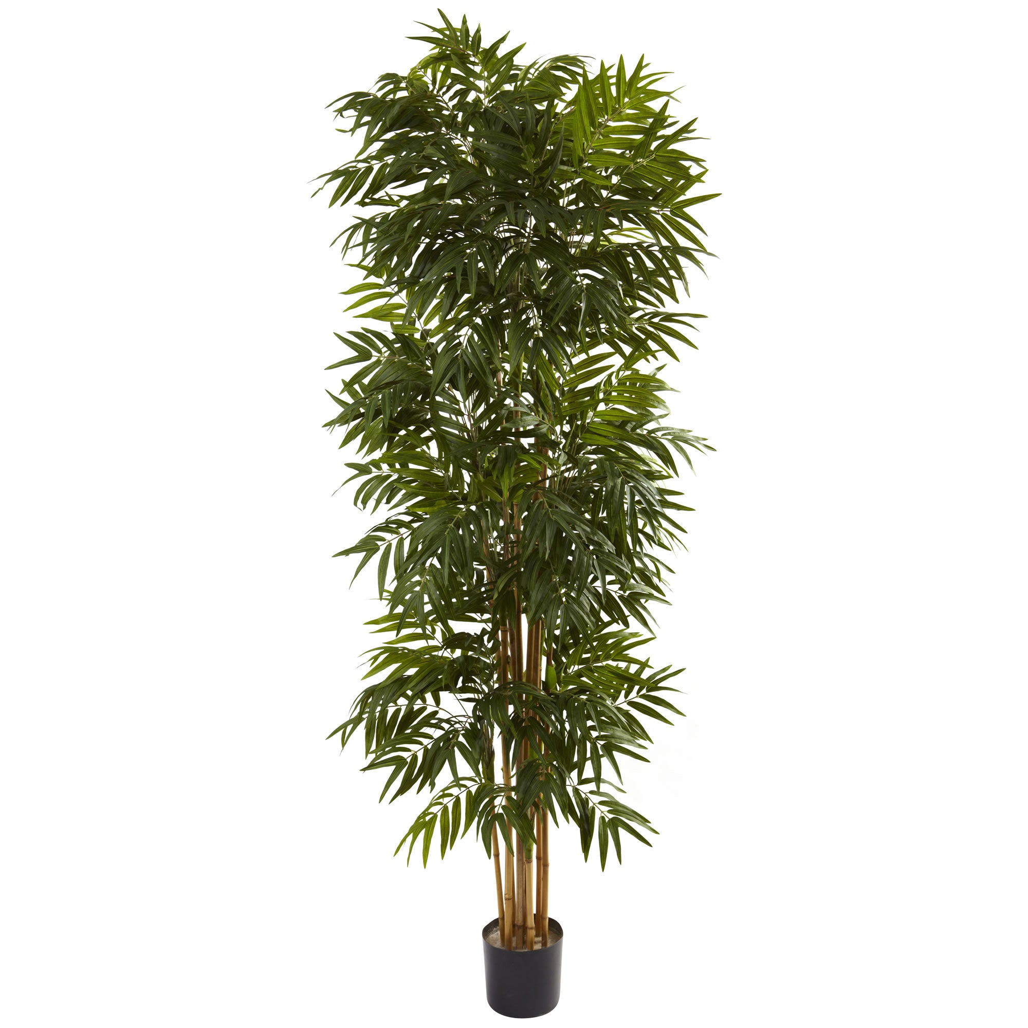 7.5' Phoenix Palm Tree x 12 w/1988 Lvs