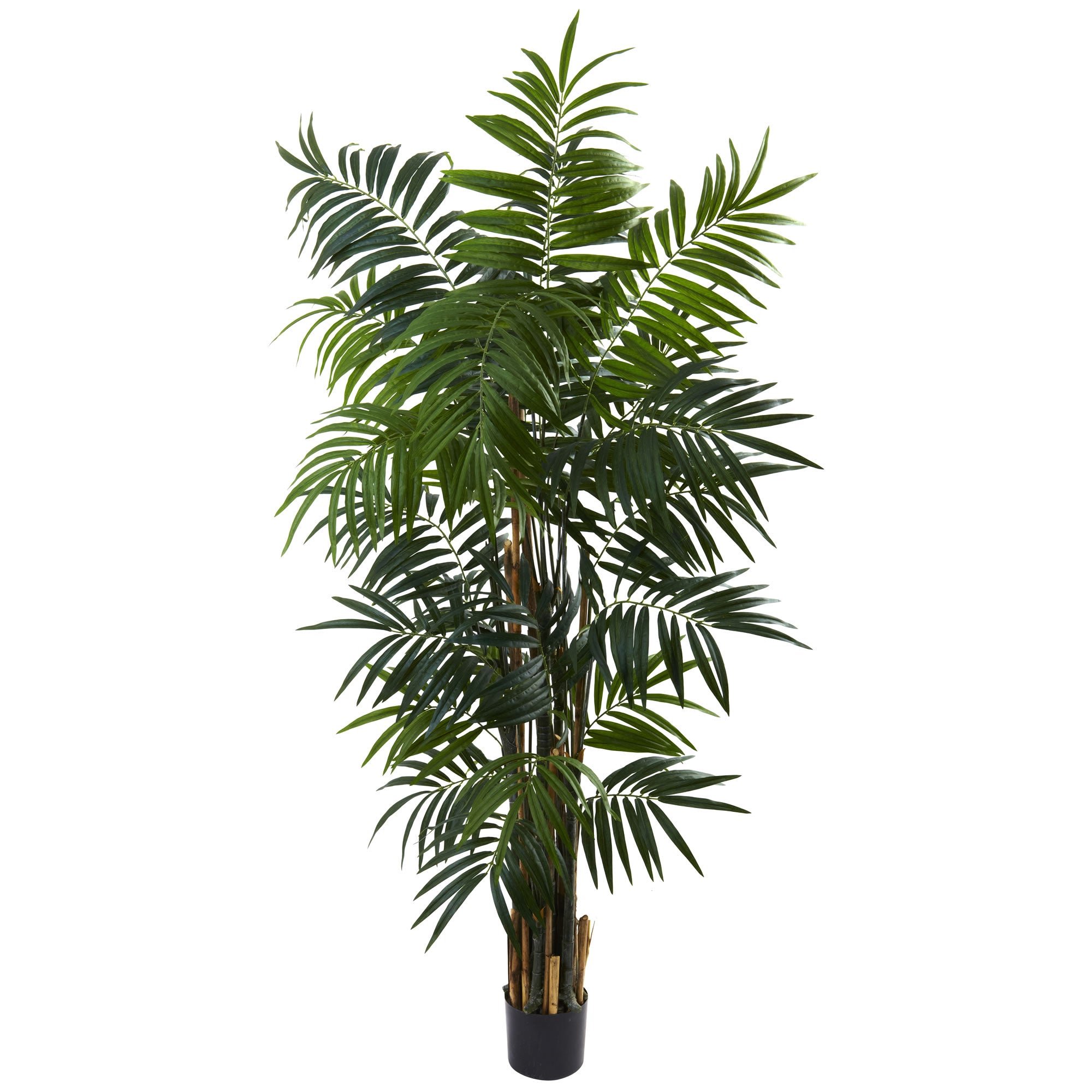 6' Bulb Areca Palm Tree w/534 Lvs