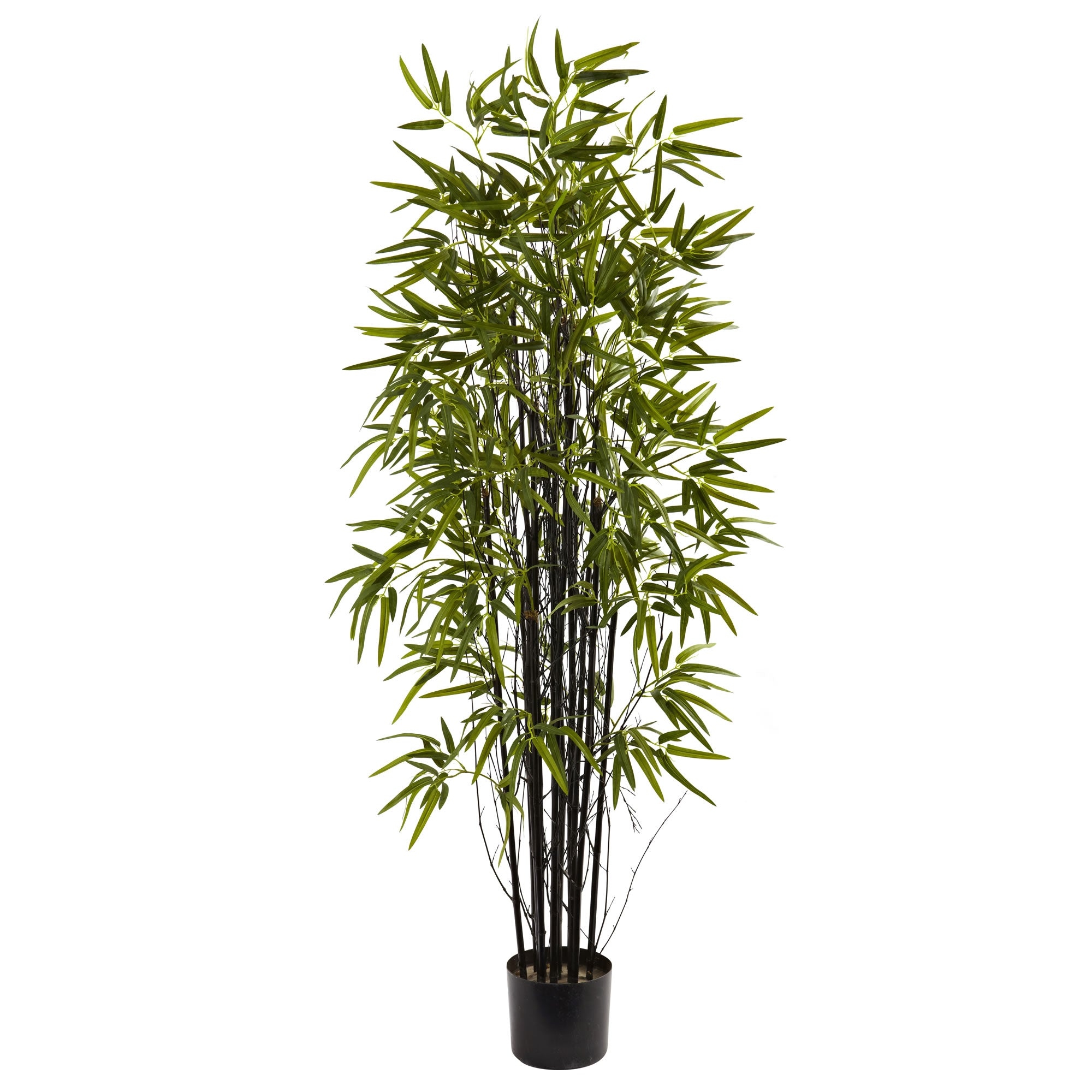 5' Black Bamboo Tree x 13 w/744 Lvs
