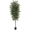 8' Ficus Tree x 3 w/1512 Lvs