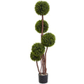 4'  Boxwood Topiary (Twotone Green) x 5 w/420 Lvs