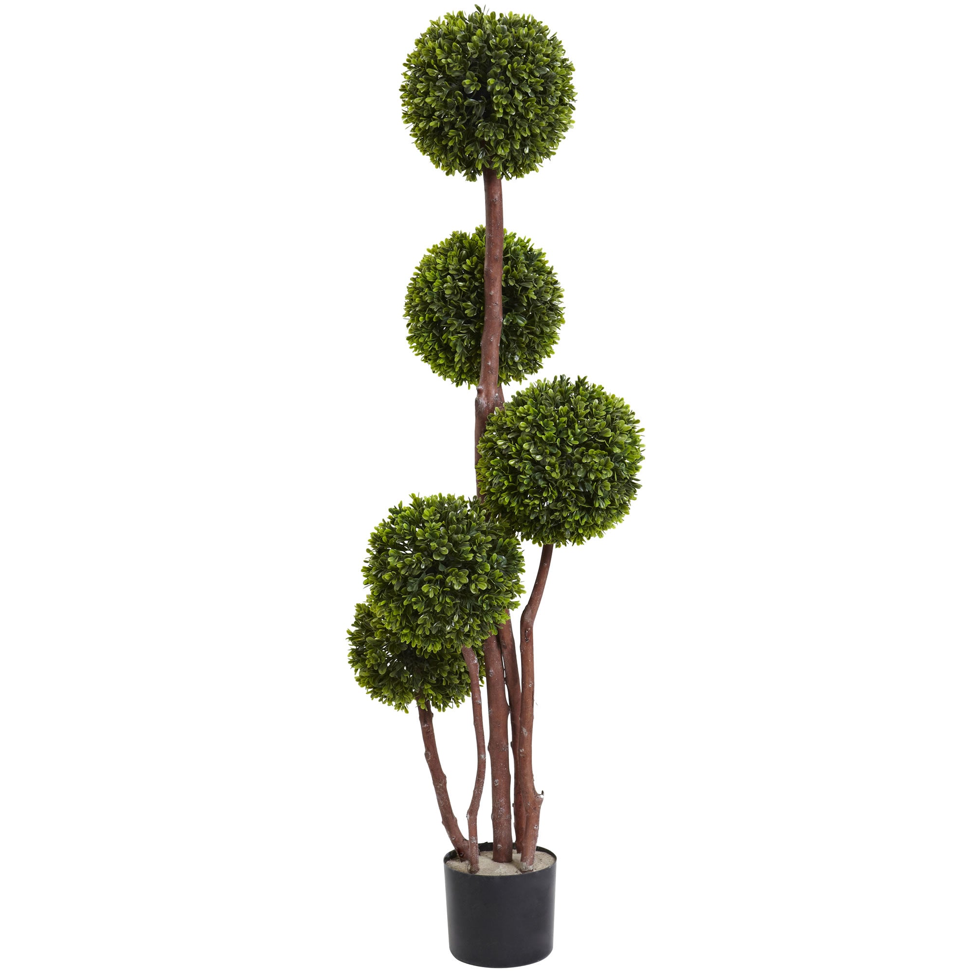 4'  Boxwood Topiary (Twotone Green) x 5 w/420 Lvs