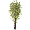 84" Mini Ficus Multi Creepers Trunk  x 4 w/4131 Lvs