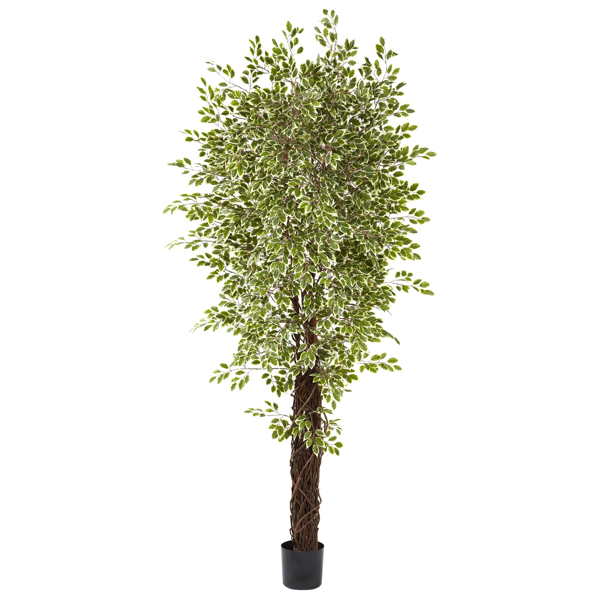 84" Mini Ficus Multi Creepers Trunk  x 4 w/4131 Lvs