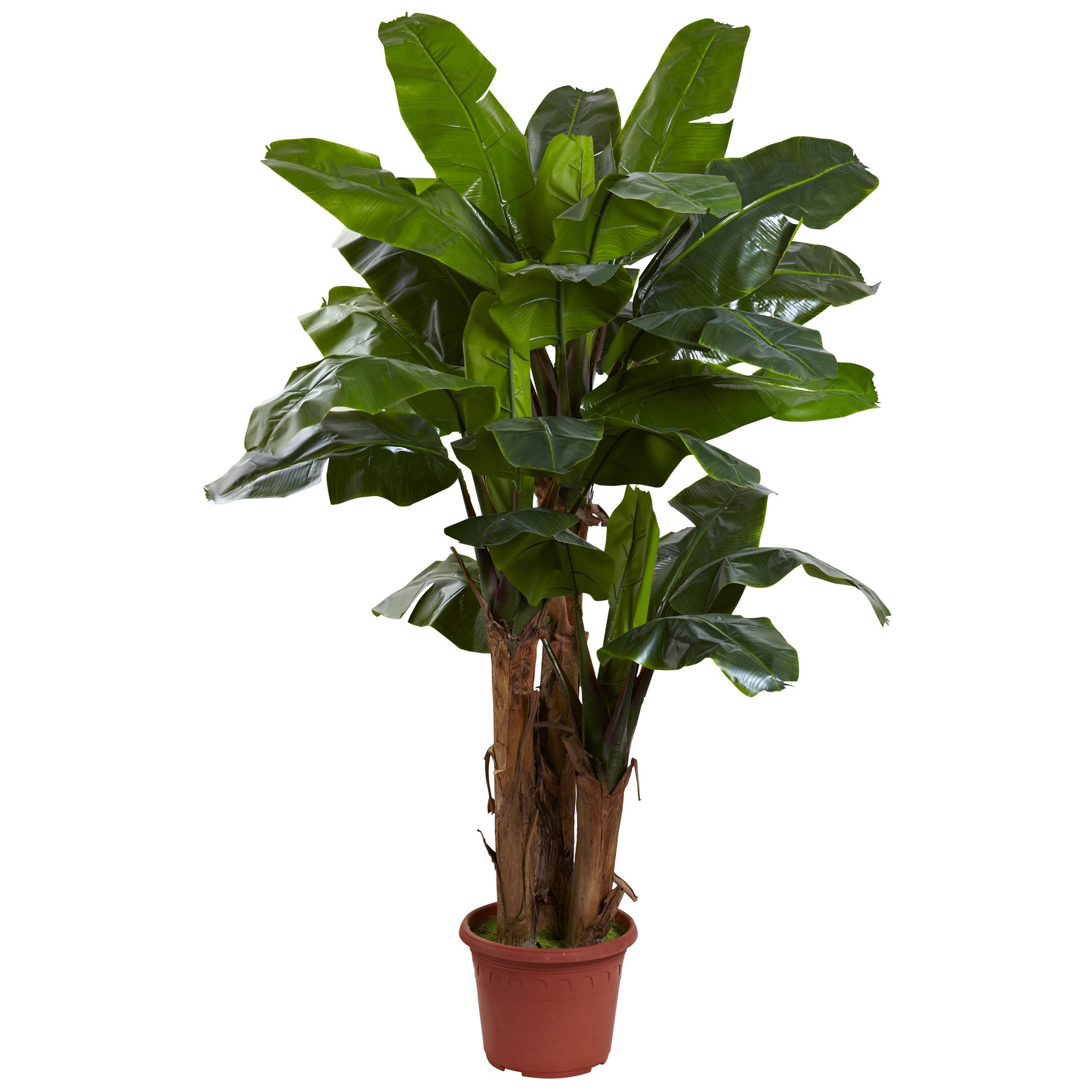 7' Banana Tree w/15" Pot w/UV