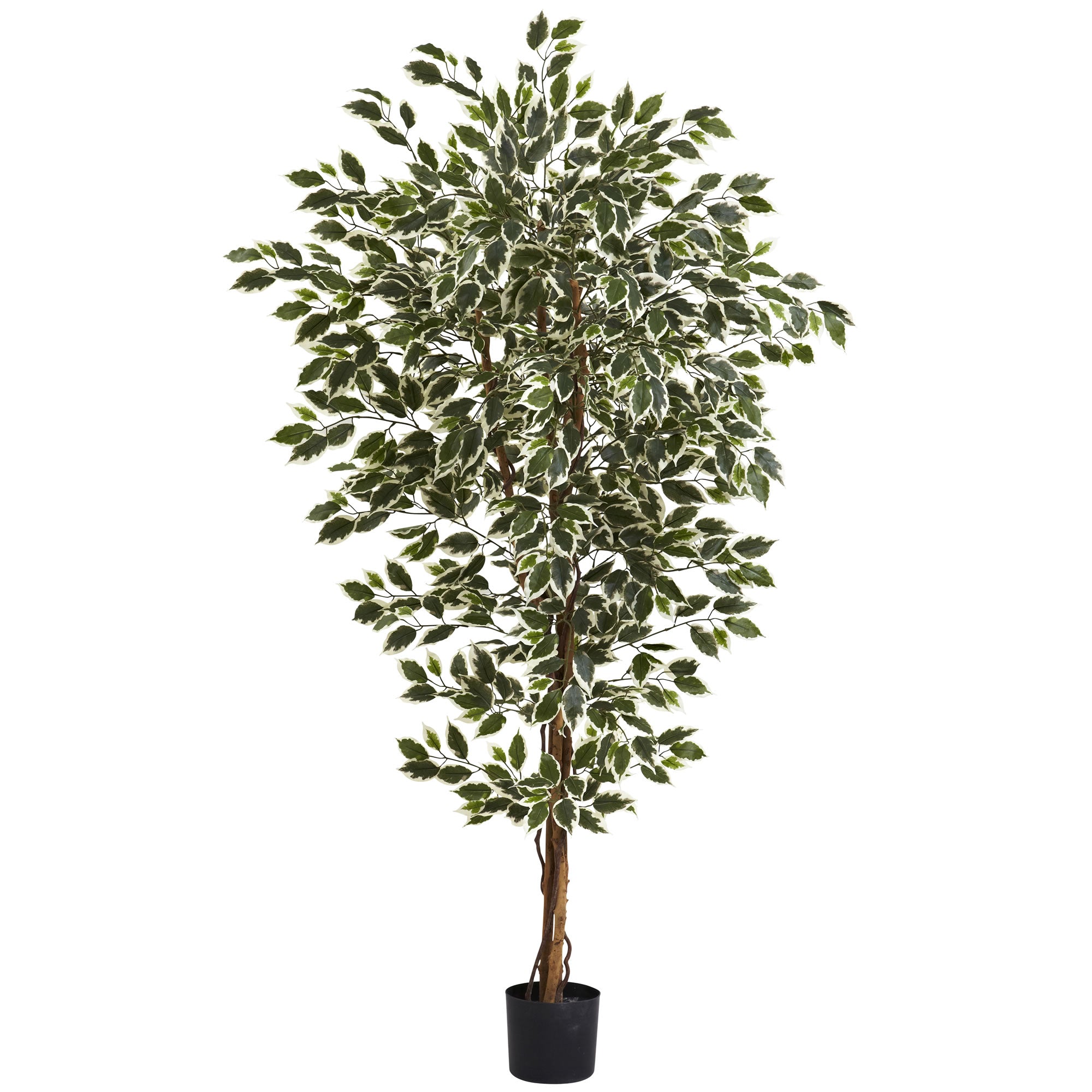 6' Hawaiian Ficus Tree x 3 w/1008 Lvs