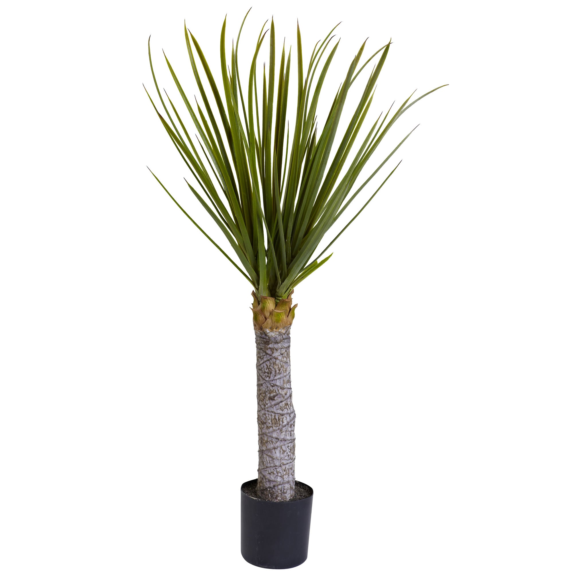 3' Yucca w/699 Lvs