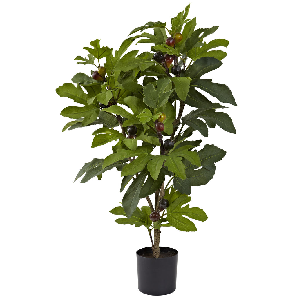 32" Fig Tree w/42 Lvs & 15 Fruits