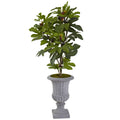 32" Fig Tree w/42 Lvs & 15 Fruits