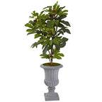 32" Fig Tree w/42 Lvs & 15 Fruits