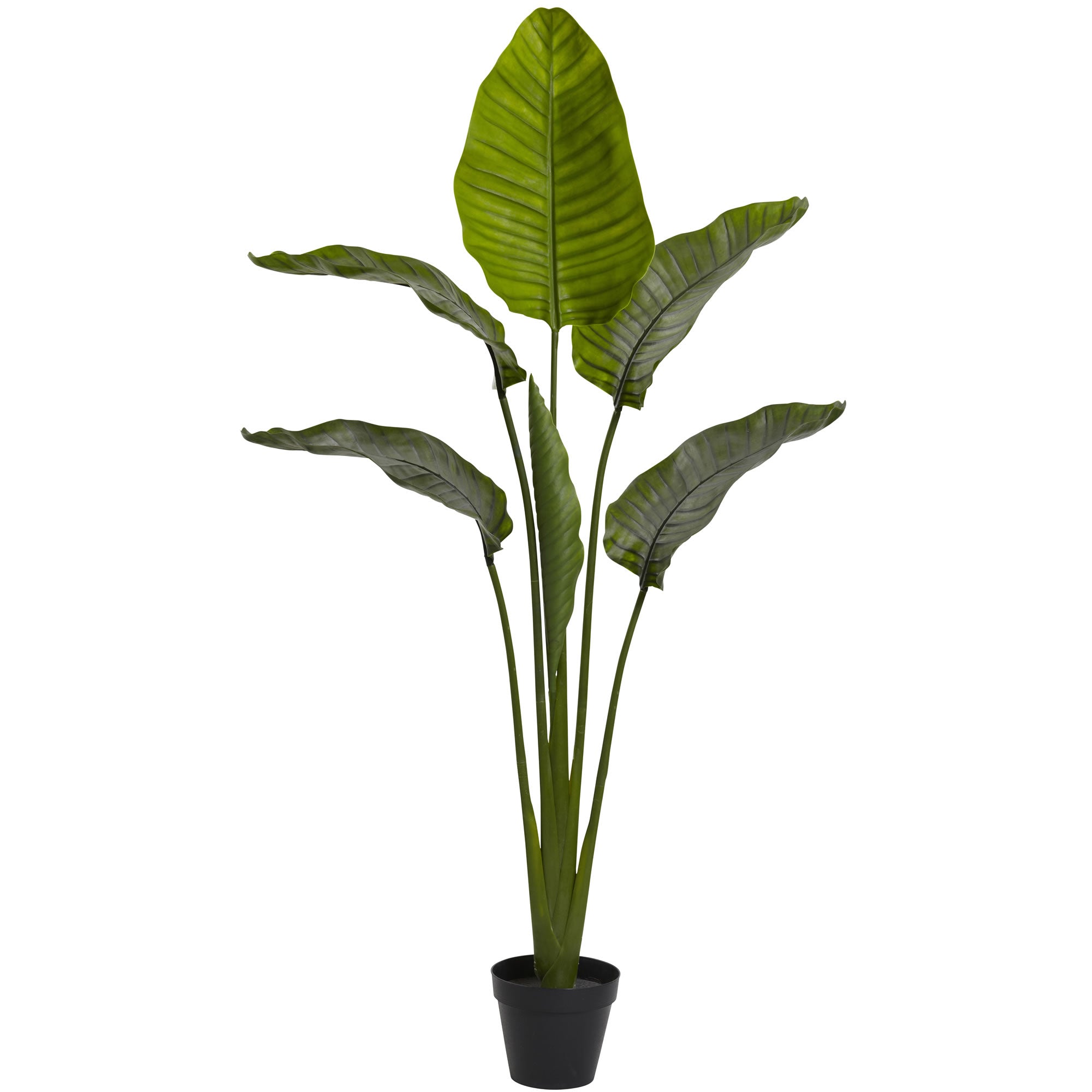 60" Travelers Palm Tree w/6 Lvs UV Resist (Indoor/Outdoor)