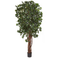 7.5' Lychee Tree x 7 w/5406 Lvs