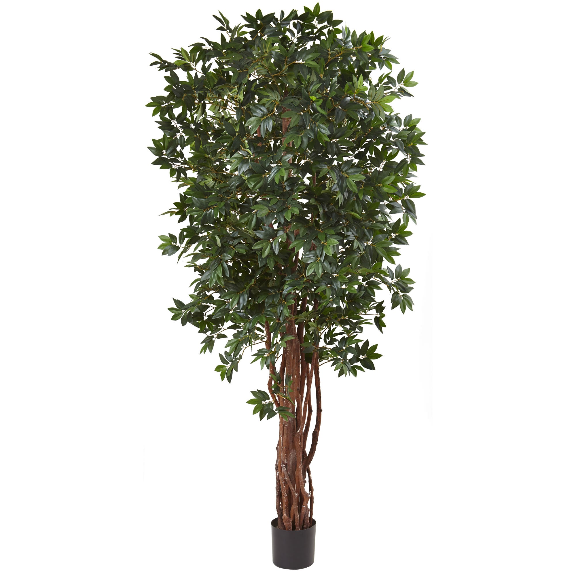 7.5' Lychee Tree x 7 w/5406 Lvs