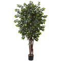 7' Sakaki Tree x 4w/ 1862 Lvs.