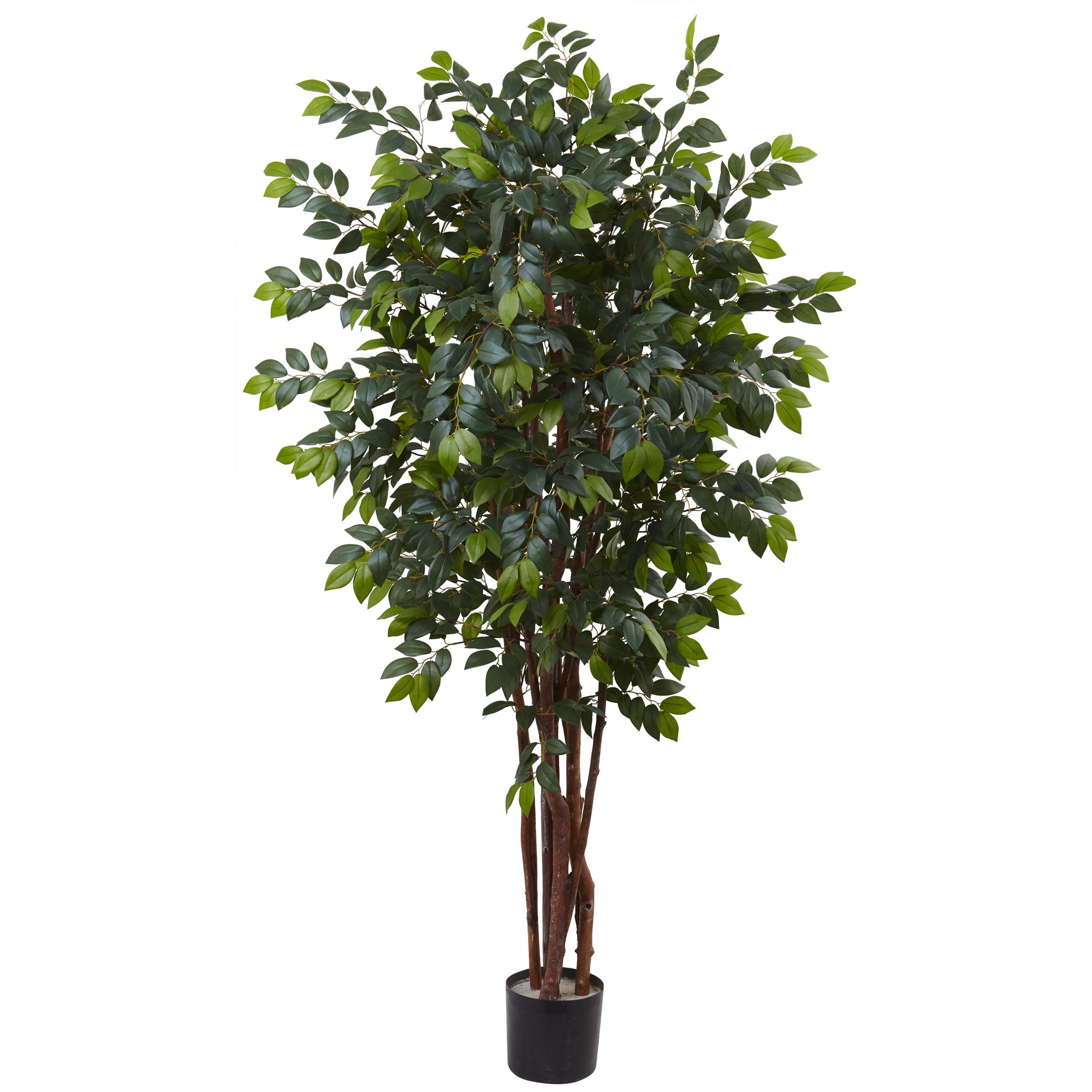 7' Sakaki Tree x 4w/ 1862 Lvs.