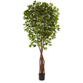 7.5' Super Deluxe Ficus Tree x 4 w/1386 Lvs.
