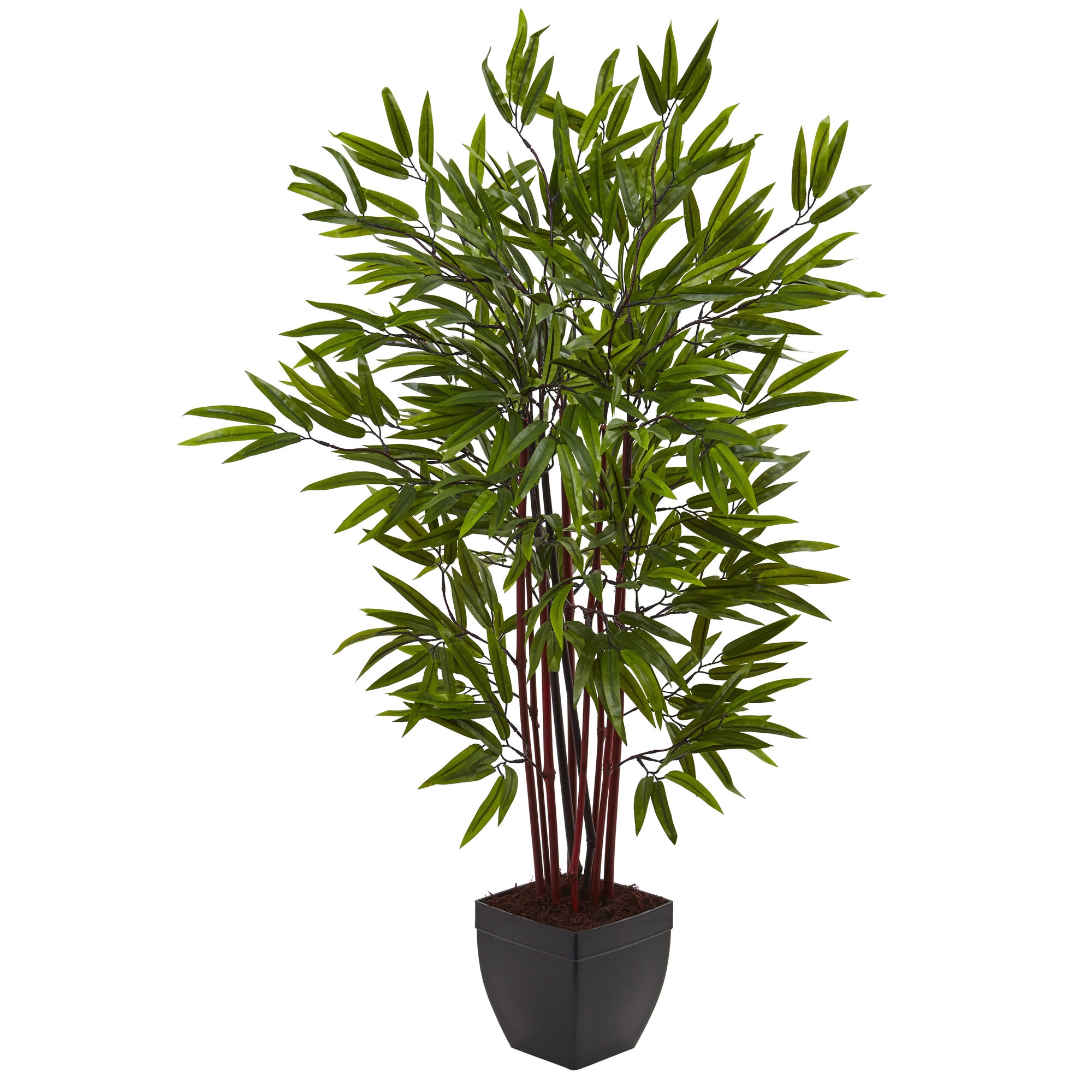 4' Bamboo Tree x 10 w/Planter
