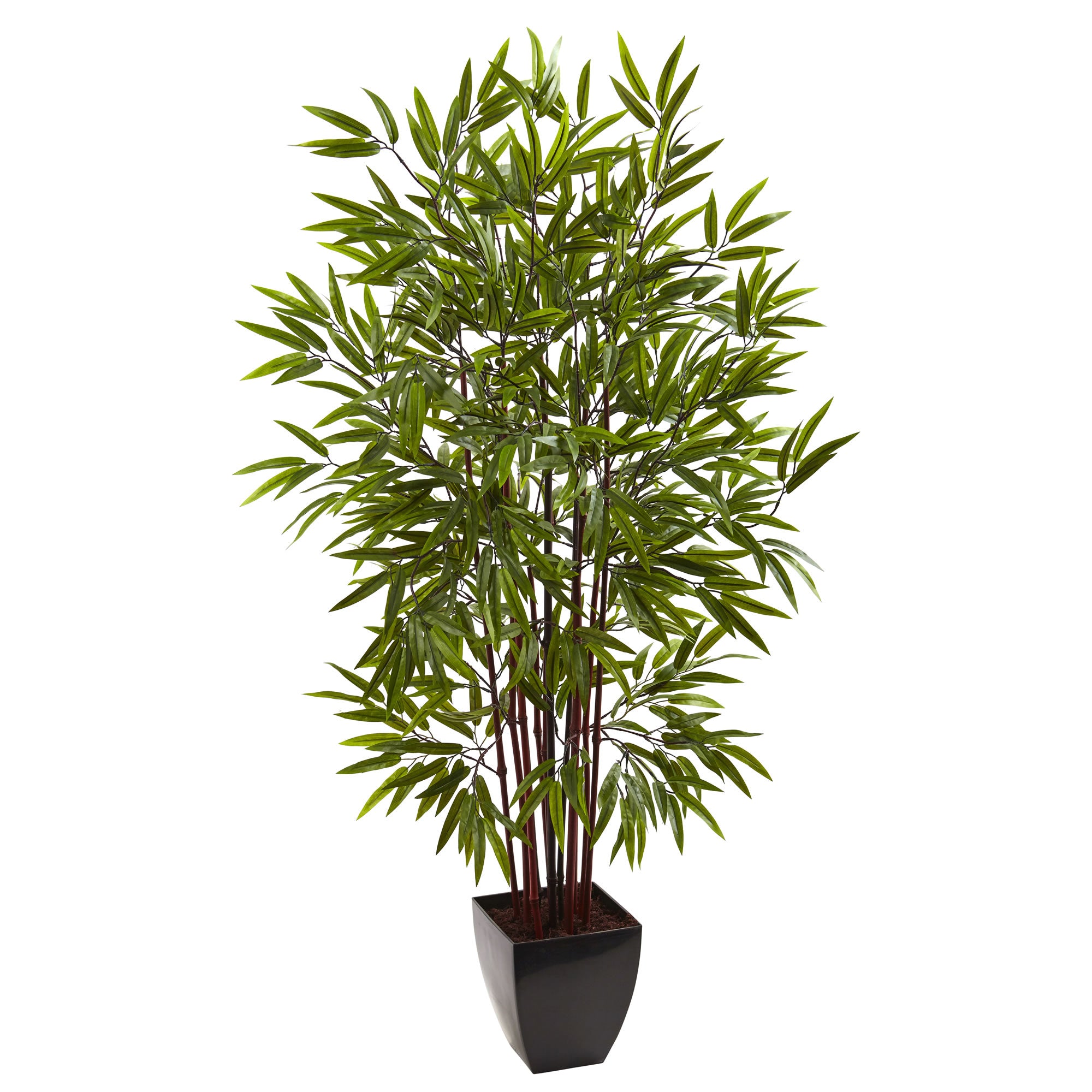 5' Bamboo Tree x 12 w/Planter