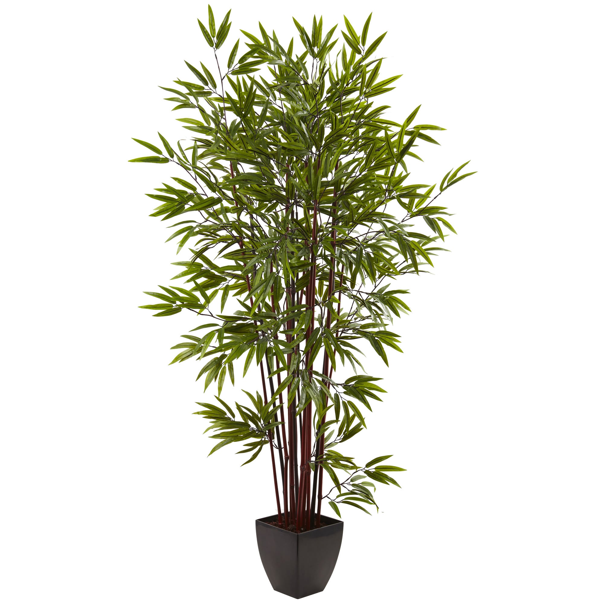 6' Bamboo Tree x 15 w/Planter