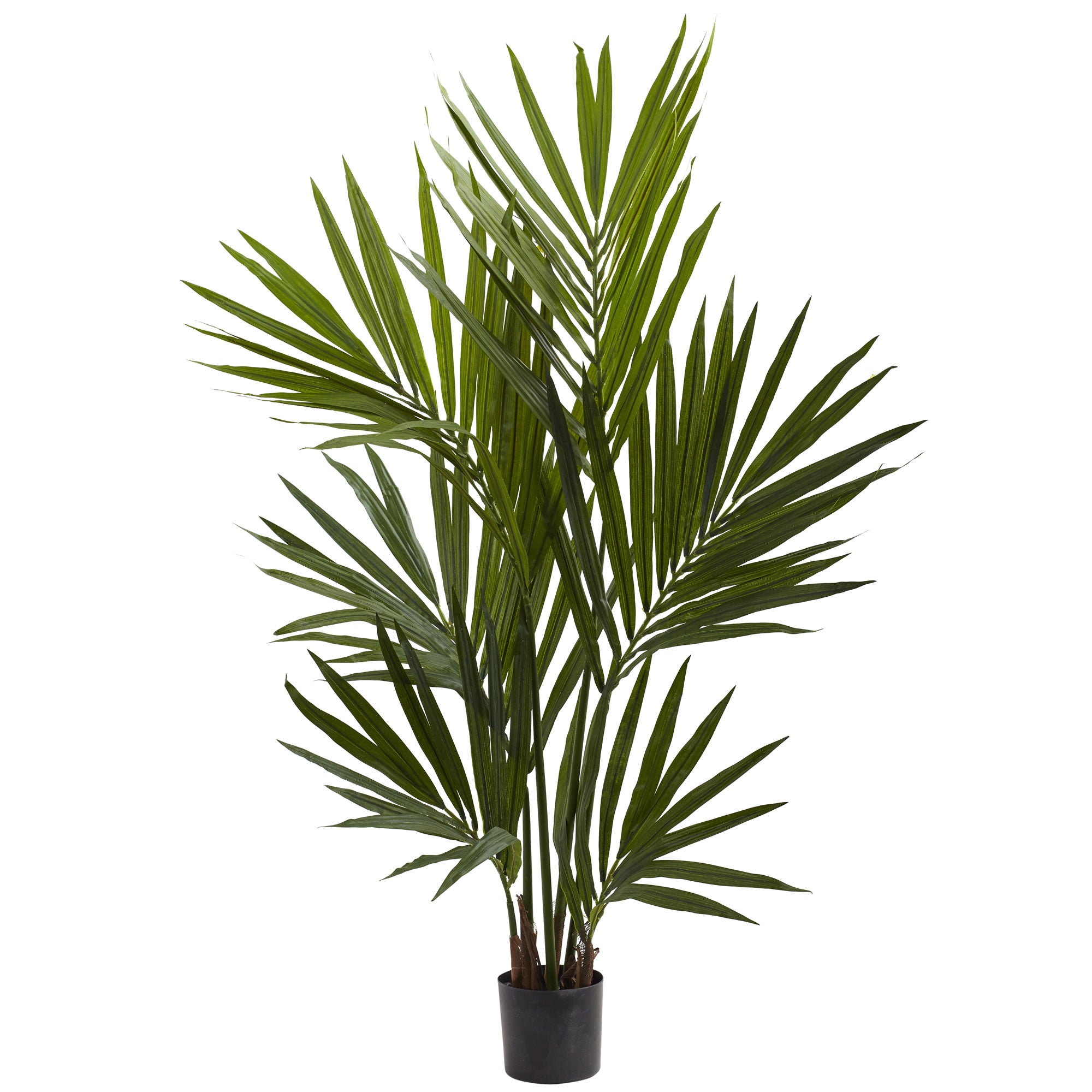 4' Kentia Palm Tree x 6 w/104 Lvs