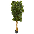 7' Fiddle Leaf Fig Tree