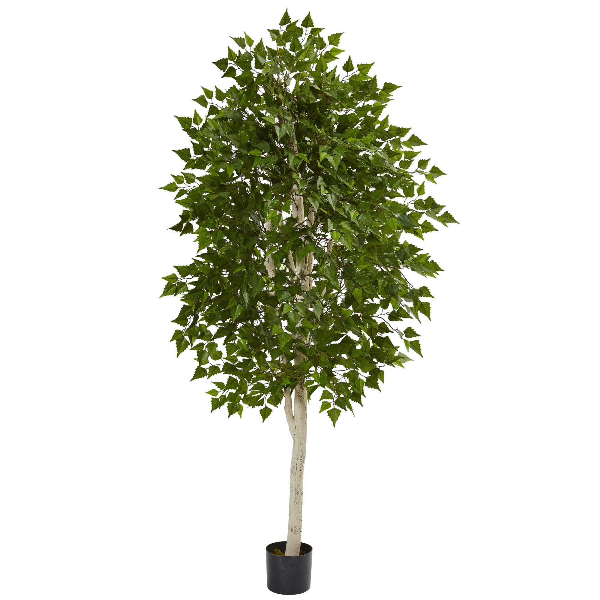 6' Birch Tree