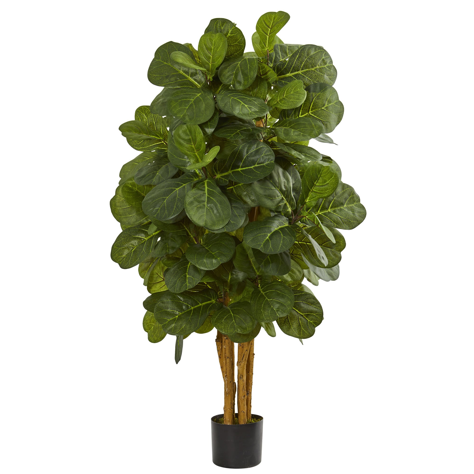 4' Fiddle Leaf Fig Tree