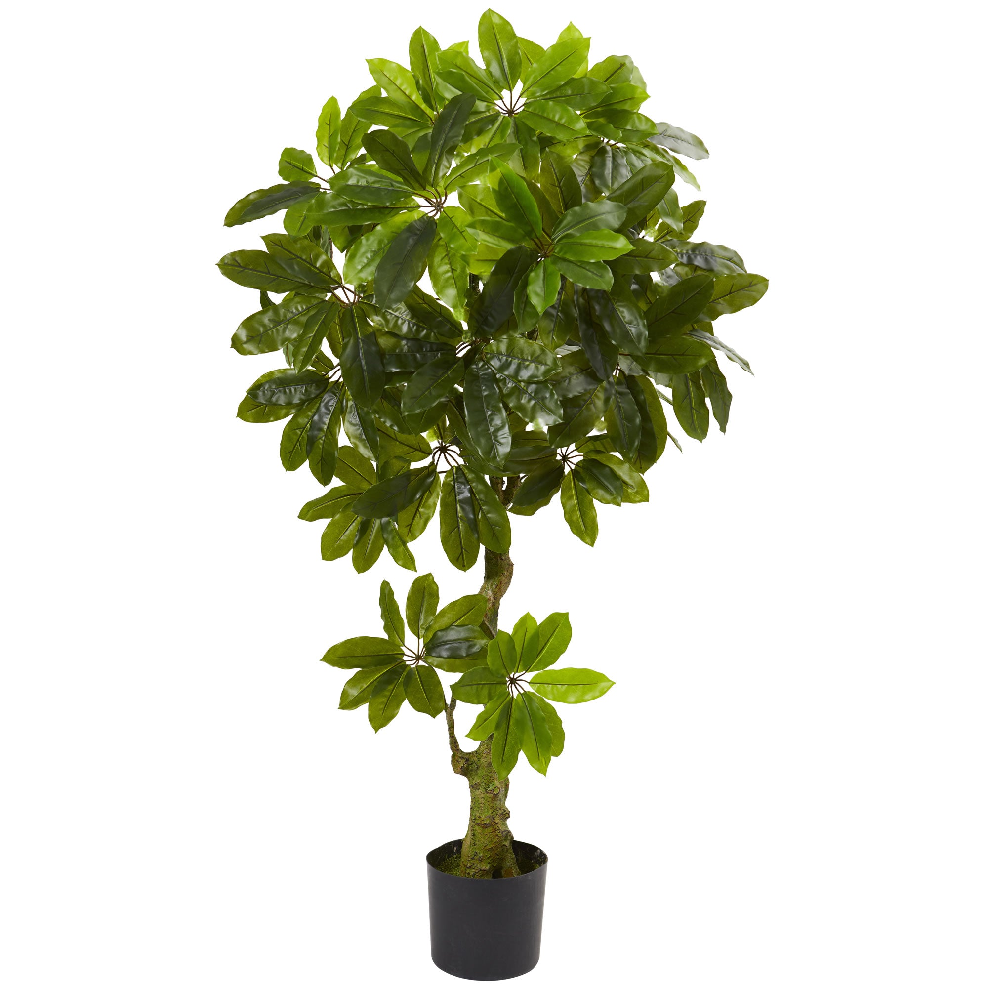 5' Schefflera Tree UV Resistant (Indoor/Outdoor)