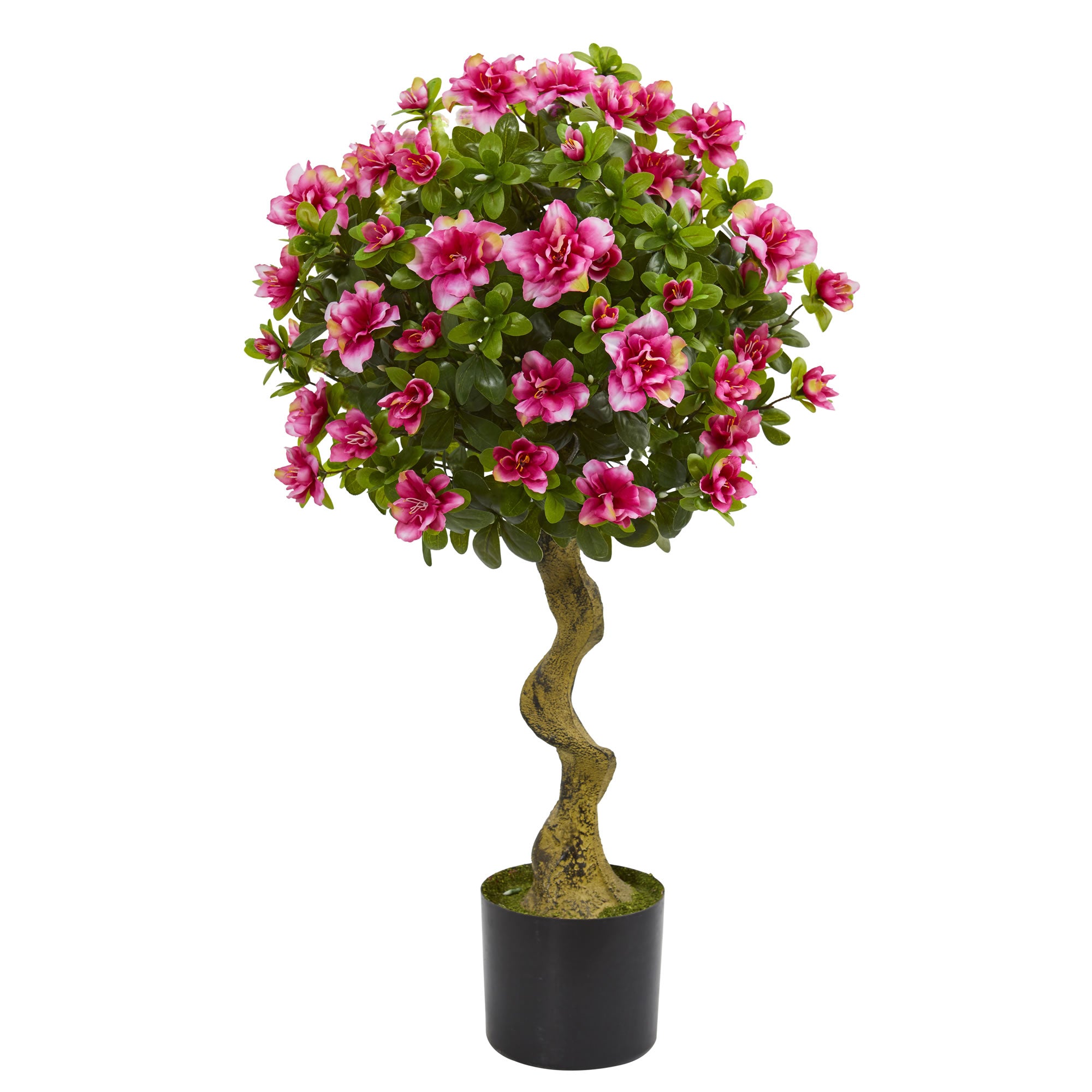 3' Azalea Topiary Tree