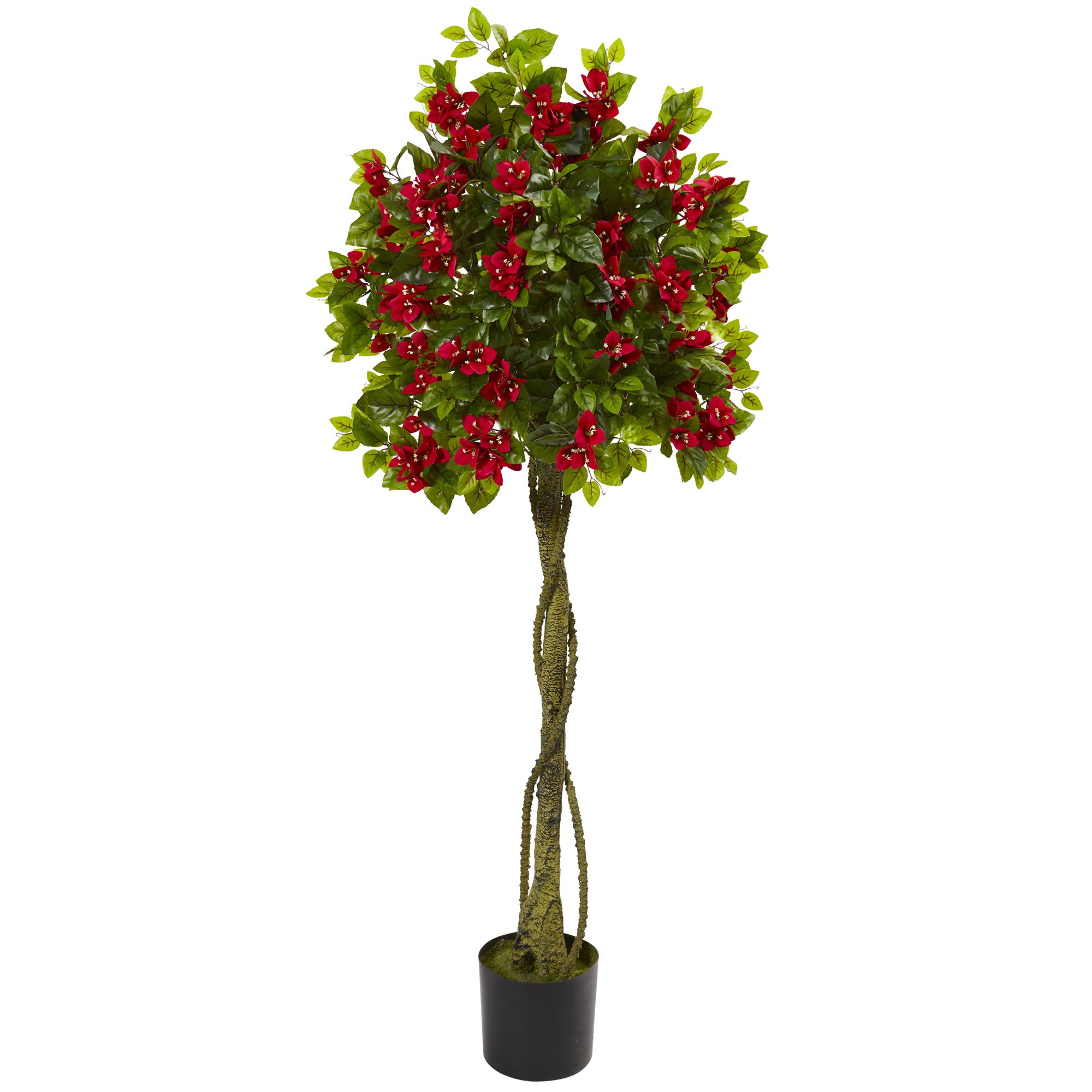 5' Bougainvillea Topiary Tree