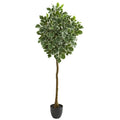 6" Variegated Aralia Artificial Tree