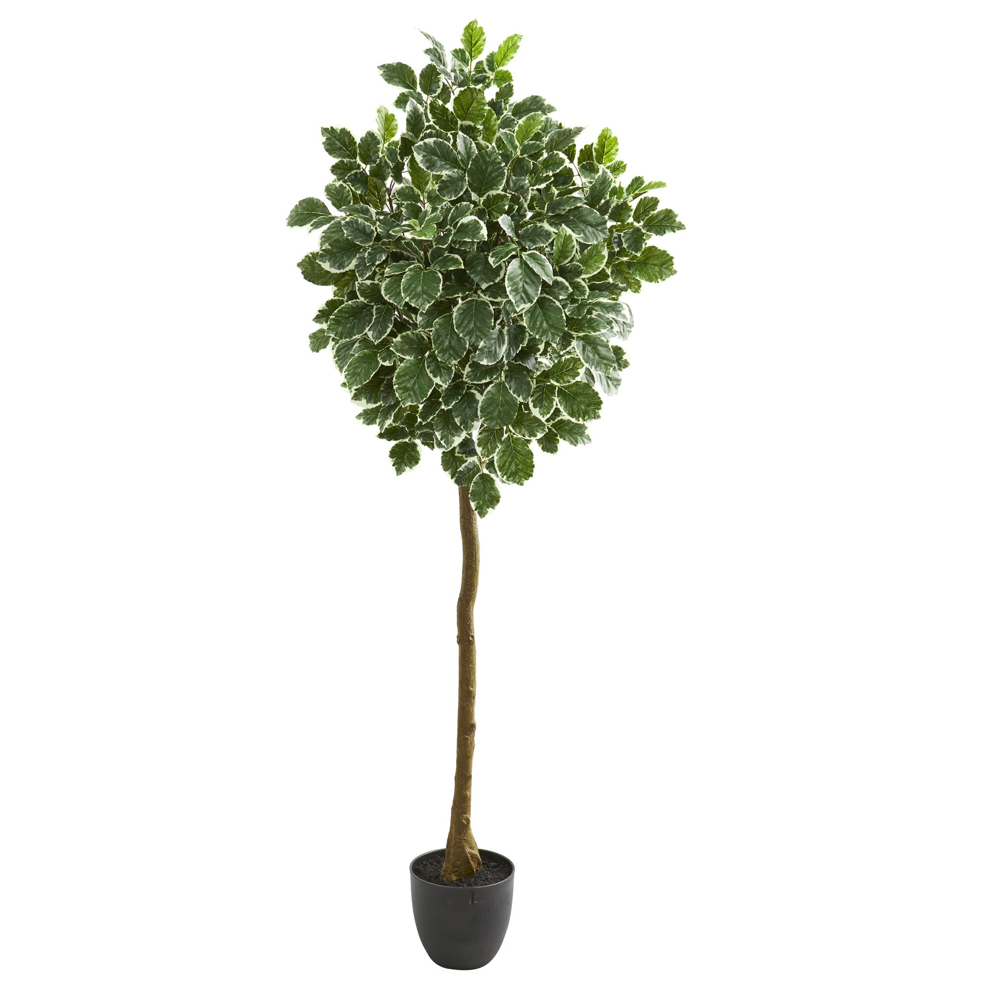 6" Variegated Aralia Artificial Tree