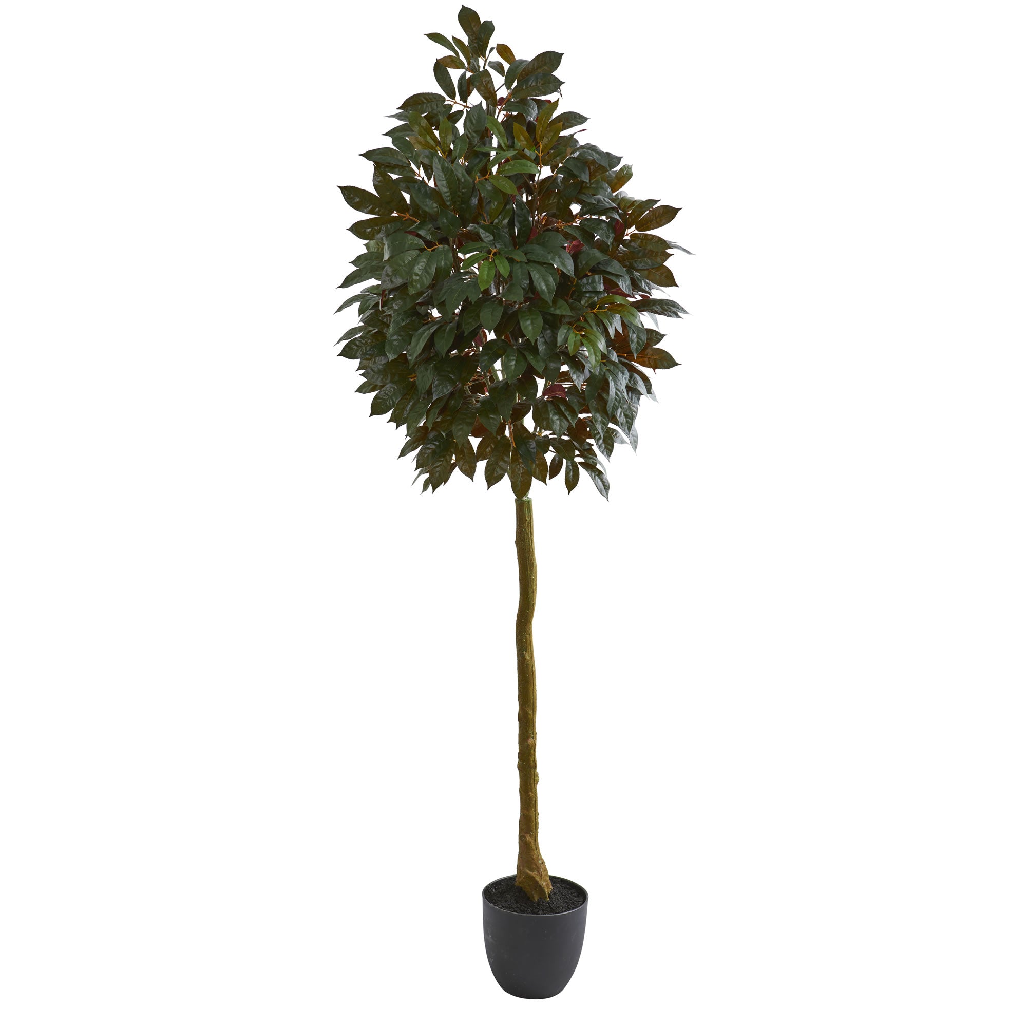 75" Capensia Ficus Artificial Tree