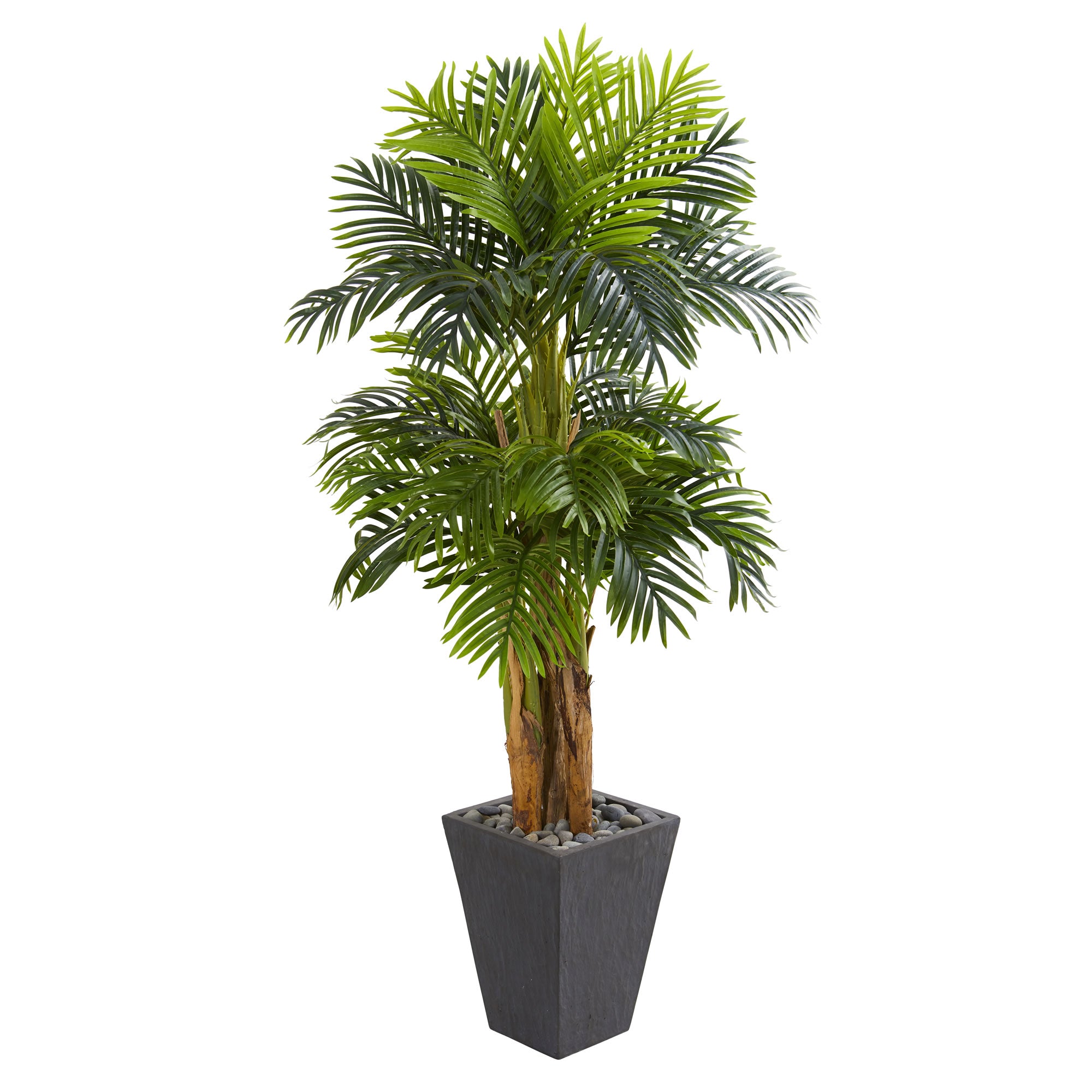 5.5' Triple Areca Palm Tree in Slate Finish Planter
