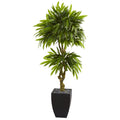 Mango Tree in Black Planter UV Resistant (Indoor/Outdoor)