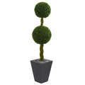 5' Double Boxwood in Slate Planter UV (Indoor/Outdoor)