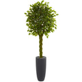 6.5' Braided Ficus Tree in Planter UV Res(Indoor/Outdoor)