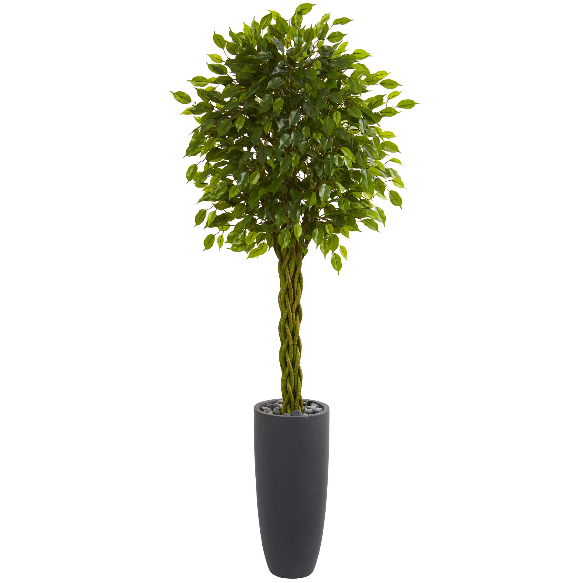 6.5' Braided Ficus Tree in Planter UV Res(Indoor/Outdoor)
