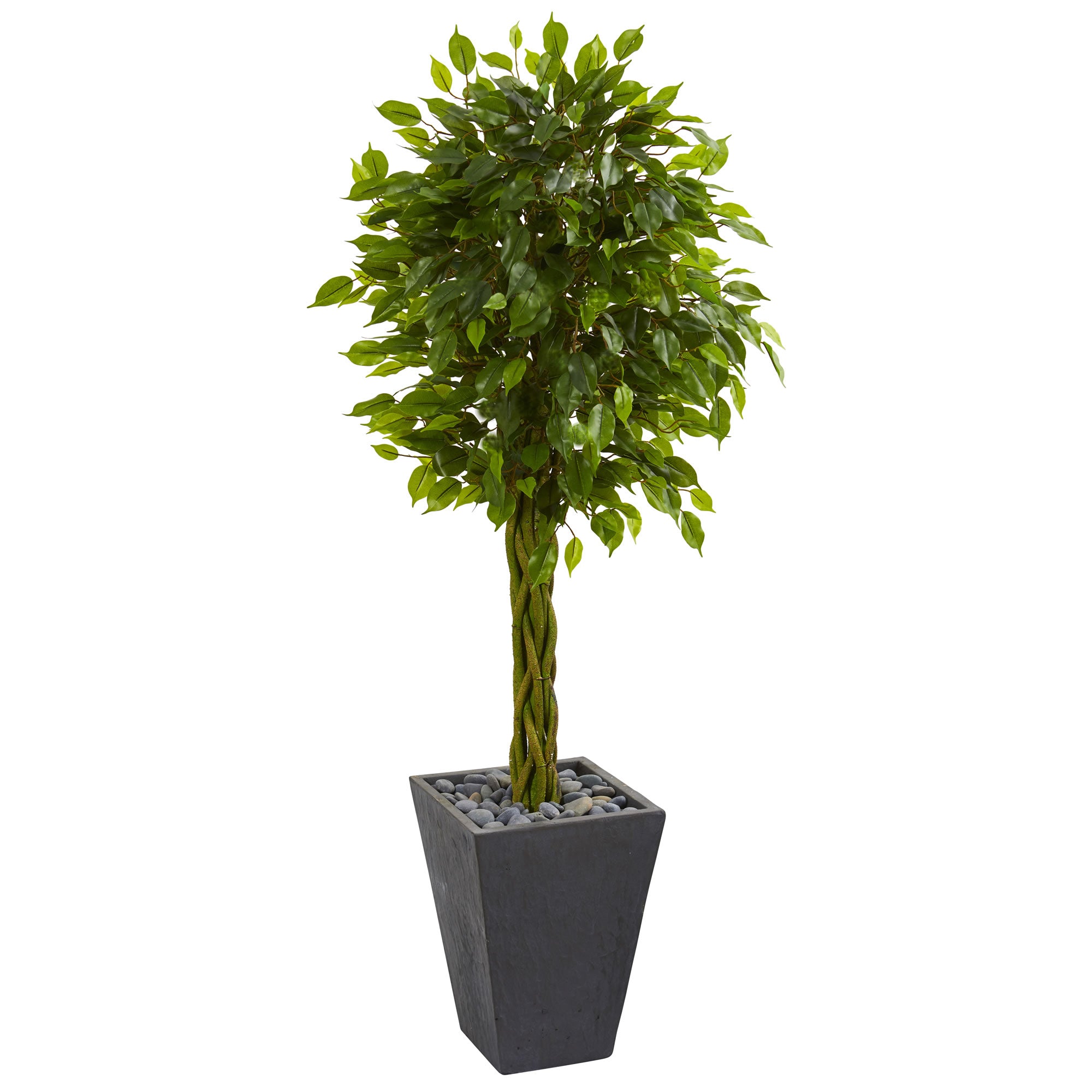 5' Braided Ficus Tree in Planter UV Resist(Indoor/Outdoor)