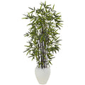 5' Black Bamboo Tree in White Oval Planter