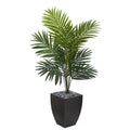 4.5' Kentia Palm Tree in Black Wash Planter