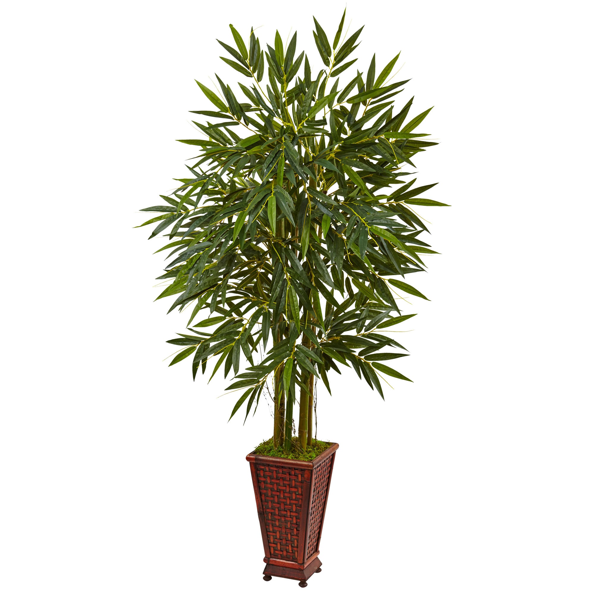 5.5' Bamboo Tree in Decorative Wood Planter