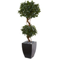 4.5' Sweet Bay Double Topiary Tree in Black Wash Planter
