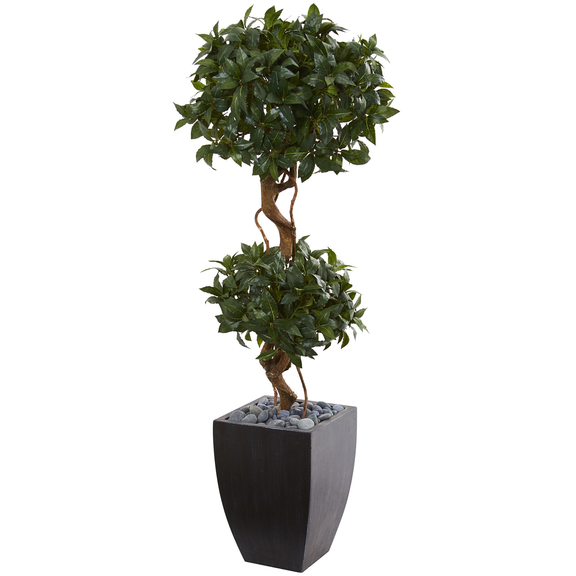 4.5' Sweet Bay Double Topiary Tree in Black Wash Planter