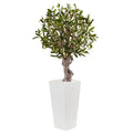 3.5' Olive Tree in White Tower Planter