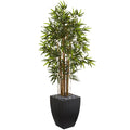 5' Bamboo Tree in Black Wash Planter
