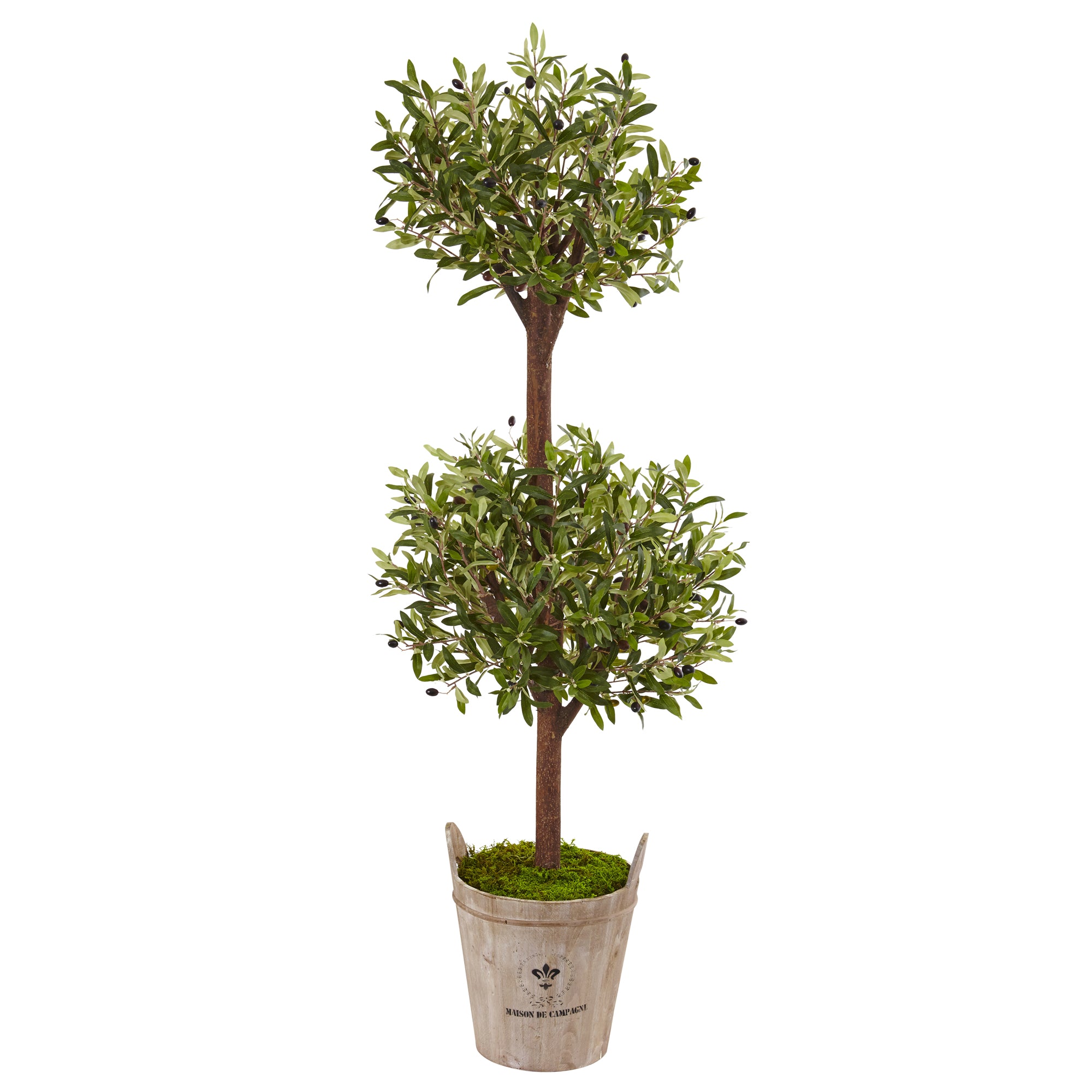 5' Olive Tree in Farmhouse Planter