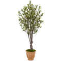 5' Olive Tree in Terracotta Planter